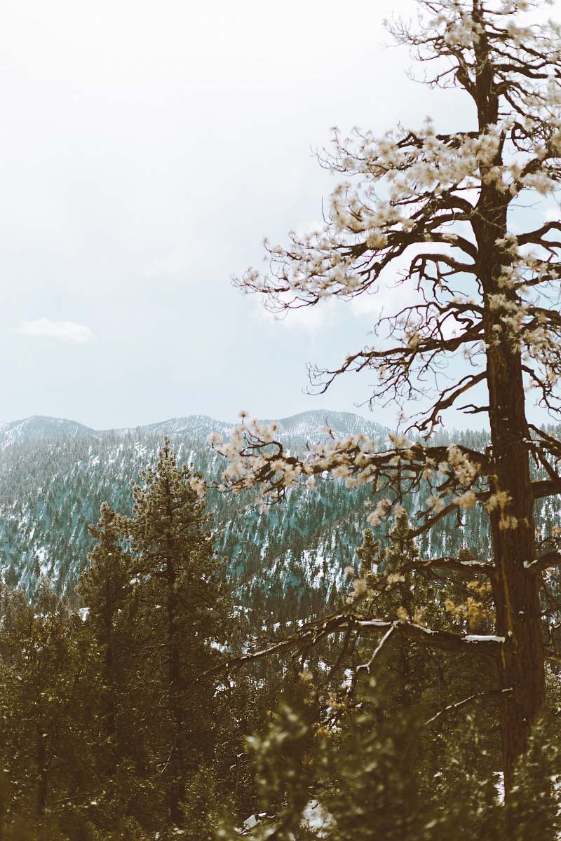big bear lake landscape photography of trees landscape